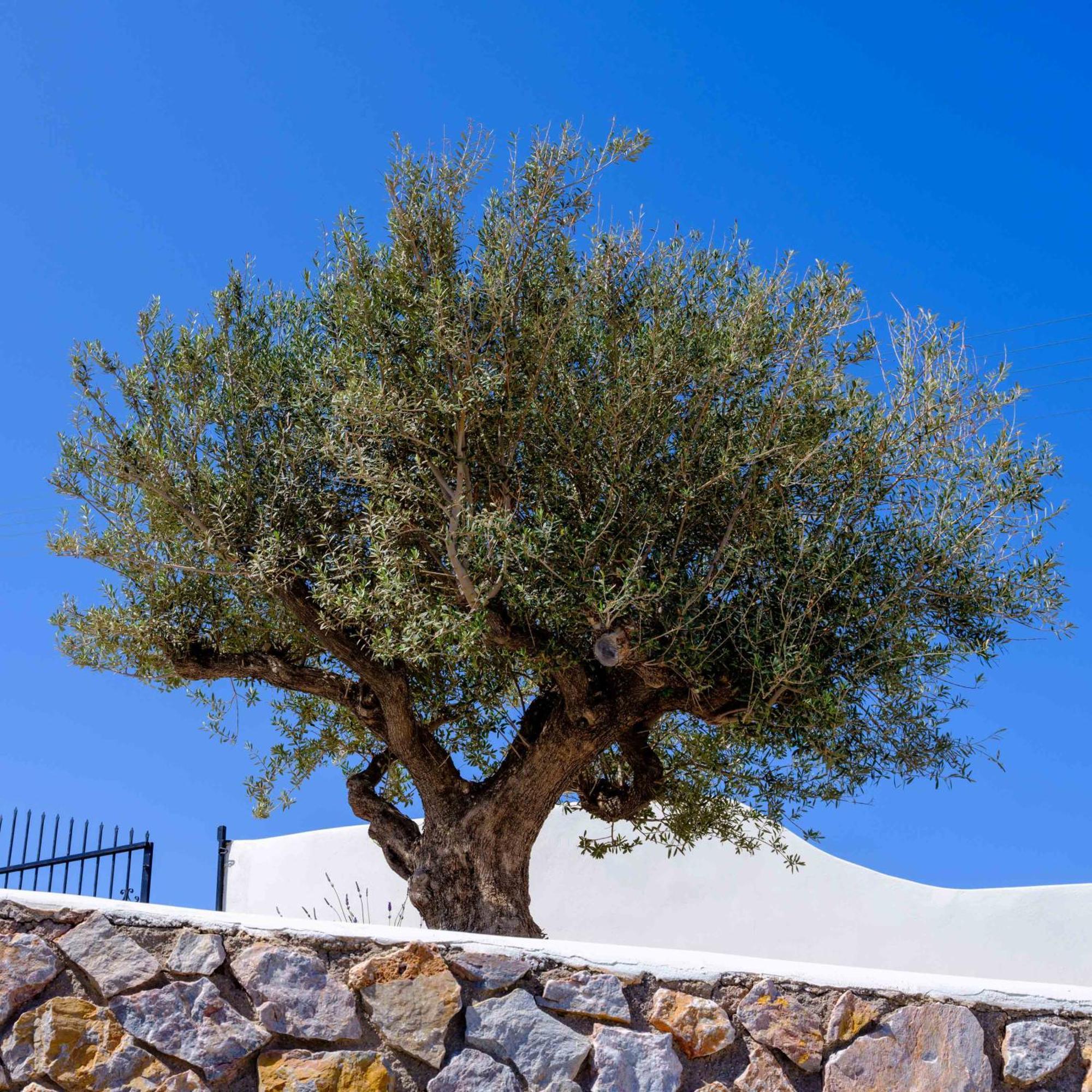 Santorini C Villa Fira  Zewnętrze zdjęcie